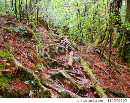 屋久島屋久杉樂園立中岳 111579505