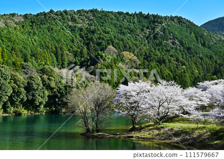 櫻花之裡公園盛開,櫻花在新綠的襯托下熠熠生輝,三重縣著名的賞櫻勝地,大台町的觀光勝地 櫻花之裡公園盛開,櫻花在新綠的襯托下熠熠生輝,三重縣著名的賞櫻勝地,大台町的觀光勝地 111579667