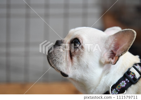 French bulldog with a good eye 111579711