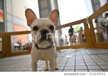 cute french bulldog 111579713