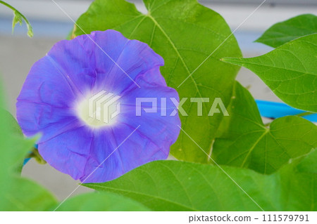 Morning glories being grown by first graders in school class 111579791