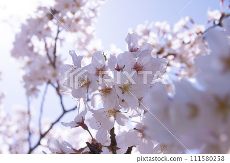 Cherry blossoms in full bloom shining in the spring sunlight 111580258