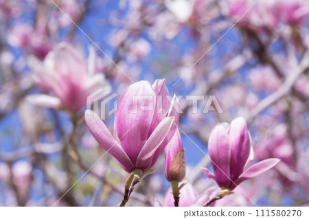玉蘭花 玉蘭花 111580270