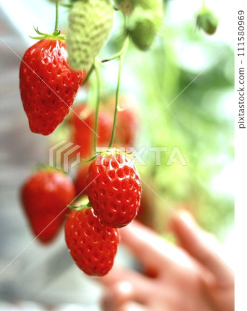 Strawberry strawberry picking 111580969