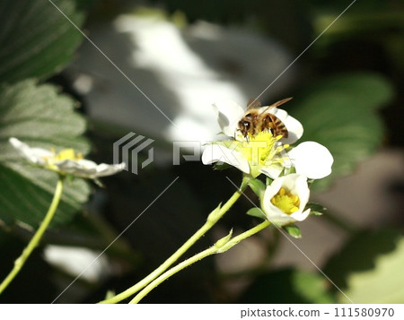 Strawberry flowers and bees white flowers 111580970