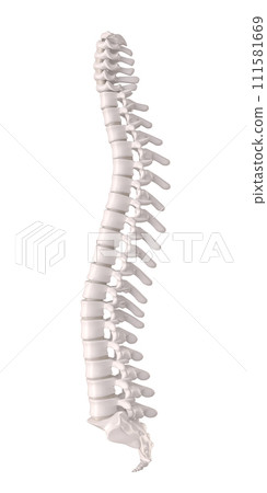Human spine with discs and vertebrae, orthopaedic anatomical detail. 3d render. Human spine with discs and vertebrae, orthopaedic anatomical detail. 3d render. 111581669