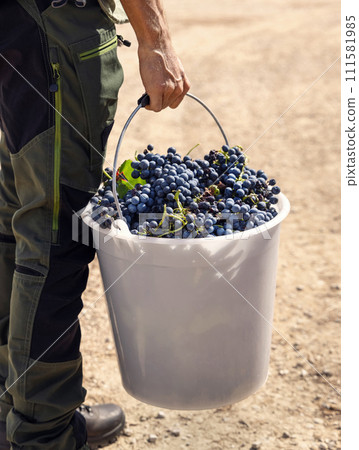 Men holding a bucket filled with red grapes during the harvest period, back view 111581985