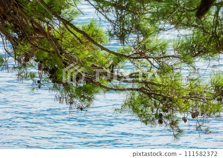 pine branch with cones and azure Adriatic Sea 111582372