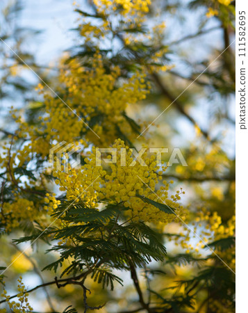 Beautiful bright yellow hairy mimosa flowers close-up. Blooming mimosa tree in early spring waves on wind. Sunny spring day. Acacia dealbata. Fluffy flowers in spring garden with sunny bokeh light 111582695