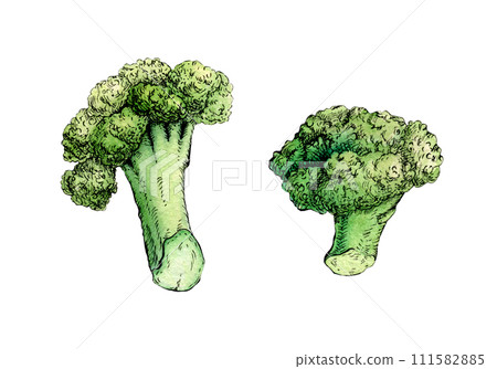 Ink and watercolor broccoli stems 111582885