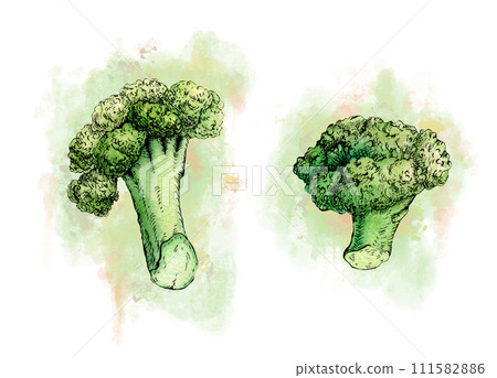 Ink and watercolor broccoli stems 111582886