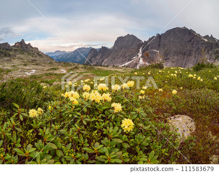 Colorful landscape with meadow of blooming yellow flowers. 111583679
