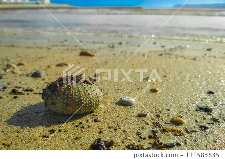 Empty dead bony shell of a sea urchin with the remnants of thorns lies on the beach in the sand on a sunny day by the ocean. Inhabitants of the deep sea, fauna, their life and habitat Empty dead bony shell of a sea urchin with the remnants of thorns lies on the beach in the sand on a sunny day by the ocean. Inhabitants of the deep sea, fauna, their life and habitat 111583835