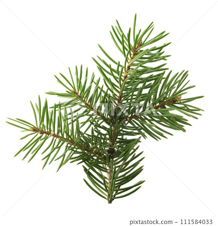 Set of pine twigs isolated without shadow for holiday decor. Winter forest decoration. Christmas Set of pine twigs isolated without shadow for holiday decor. Winter forest decoration. Christmas 111584033