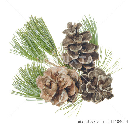 Pine cone and branch of fir tree. Christmas and New Year decor. Winter holidays  111584034