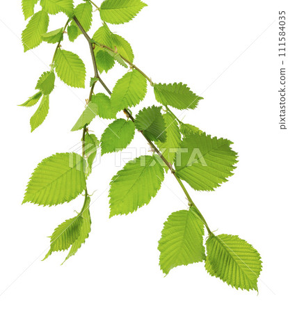 Fresh linden .Linden branches with leaves. isolated. Healthy and natural tea. linden tree. Fresh linden .Linden branches with leaves. isolated. Healthy and natural tea. linden tree. 111584035