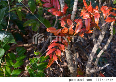 Autumn leaves of Hollyguinanten Autumn leaves of Hollyguinanten 111584656