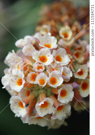 White butterfly bush flower panicle in close up White butterfly bush flower panicle in close up 111584731