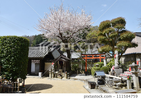 Hasedera temple in spring, Hokiin precincts, Hatsuse, Sakurai City, Nara Prefecture 111584759