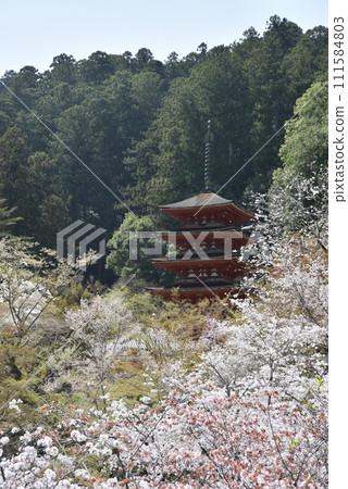 春天的長谷寺,五層寶塔,奈良縣櫻井市初瀨 春天的長谷寺,五層寶塔,奈良縣櫻井市初瀨 111584803