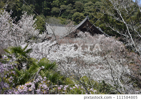 春天的長谷寺,主殿遠景,奈良縣櫻井市初瀨 春天的長谷寺,主殿遠景,奈良縣櫻井市初瀨 111584805
