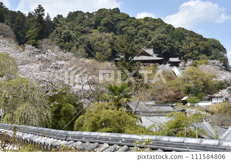 春天的長谷寺，從奈良縣櫻井市初瀨本寺眺望本堂 111584806
