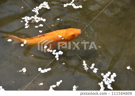 春天的長谷寺，池塘裡的鯉魚，奈良縣櫻井市初瀨 111584809