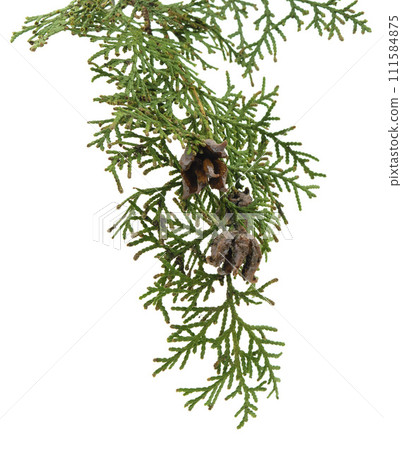 Cypress with cones. Is used for for beauty, skin care, wellness. Alternative medicine. Isolated. Cypress with cones. Is used for for beauty, skin care, wellness. Alternative medicine. Isolated. 111584875