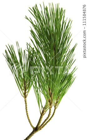Branches of fragrant pine, isolated on white background without shadow. Close-up. 111584876