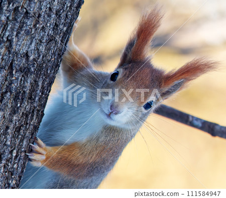 Red squirrel headshot portrait closeup. Red squirrel headshot portrait closeup. 111584947