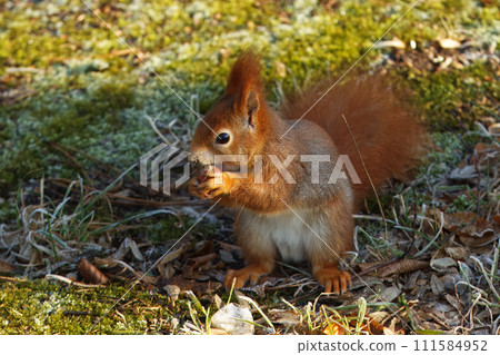 Red squirrel sitting under the tree in sunny winter day. Red squirrel sitting under the tree in sunny winter day. 111584952