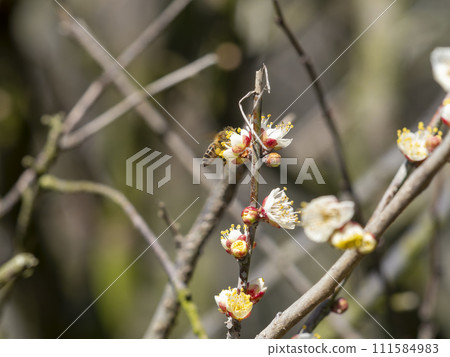 梅花和蜜蜂 梅花和蜜蜂 111584983