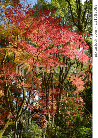 Kamigamo Shrine in autumn, autumn leaves on the grounds, Kita-ku, Kyoto City Kamigamo Shrine in autumn, autumn leaves on the grounds, Kita-ku, Kyoto City 111585069