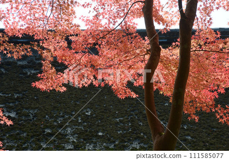 京都市北區上賀茂神社秋天的秋葉 京都市北區上賀茂神社秋天的秋葉 111585077