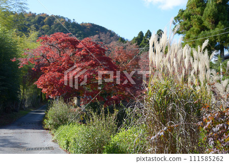 京都市宇京區秋天的嵯峨野 111585262