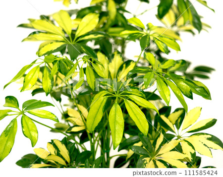 Shafrera 斑點 香港 Shafrera 斑點 香港 111585424