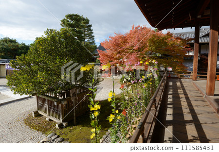 京都市右京區佐賀縣新田秋天的大覺寺、立花與佐賀菊 111585431