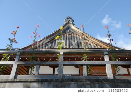 秋天的大覺寺,京都市右京區佐賀五大道堂的佐賀菊 秋天的大覺寺,京都市右京區佐賀五大道堂的佐賀菊 111585432