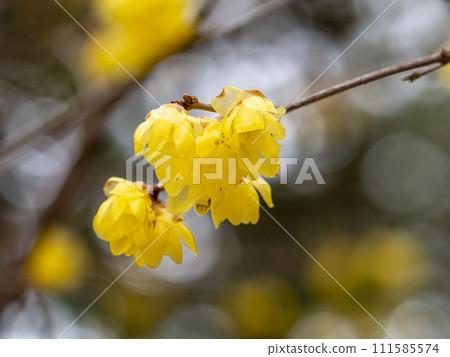 道明寺天滿宮的蠟梅花盛開 道明寺天滿宮的蠟梅花盛開 111585574