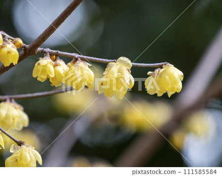 Wax plum blossoms blooming at Domyoji Tenmangu Shrine Wax plum blossoms blooming at Domyoji Tenmangu Shrine 111585584