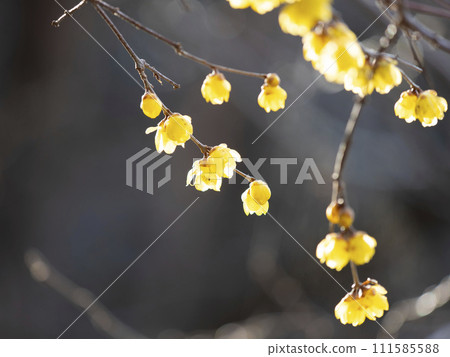 道明寺天滿宮的蠟梅花盛開 道明寺天滿宮的蠟梅花盛開 111585588