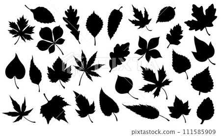 Leaf of plant or tree black silhouettes. Vector foliage of maple, oak and chestnut, birch, willow and sycamore, poplar, ash and aspen, nature, flora, ecology and greenery design Leaf of plant or tree black silhouettes. Vector foliage of maple, oak and chestnut, birch, willow and sycamore, poplar, ash and aspen, nature, flora, ecology and greenery design 111585909