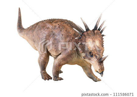 Styracosaurus dinosaur on isolated background Styracosaurus dinosaur on isolated background 111586071