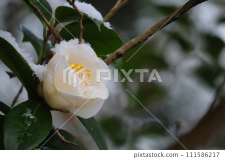 Scenery of blooming branches of camellia flowers with white petals and green leaves covered with snow Scenery of blooming branches of camellia flowers with white petals and green leaves covered with snow 111586217