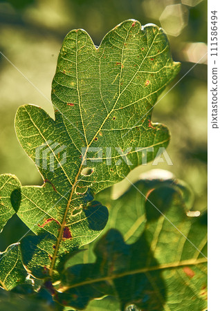 Close up of oak leaf in sunlight 111586494