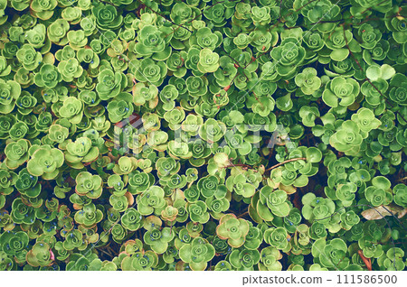 Succulents leaves abstract background green Succulents leaves abstract background green 111586500