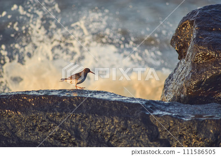 Sandpiper on rock and crashing waves in background 111586505