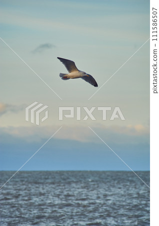 Seagull flying over coast in late evening sunshine 111586507