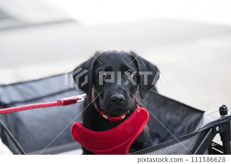狗狗的社交訓練：幼犬時期在推車中行走 111586628