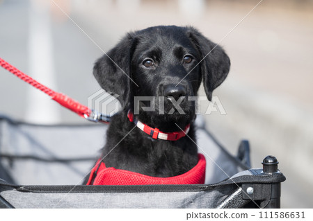 狗狗的社交訓練：幼犬時期在推車中行走 111586631